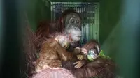 Anomali Menggetarkan Hati, Kisah Bayi Kembar Orangutan yang Lahir di Tengah Kepungan Alat Berat