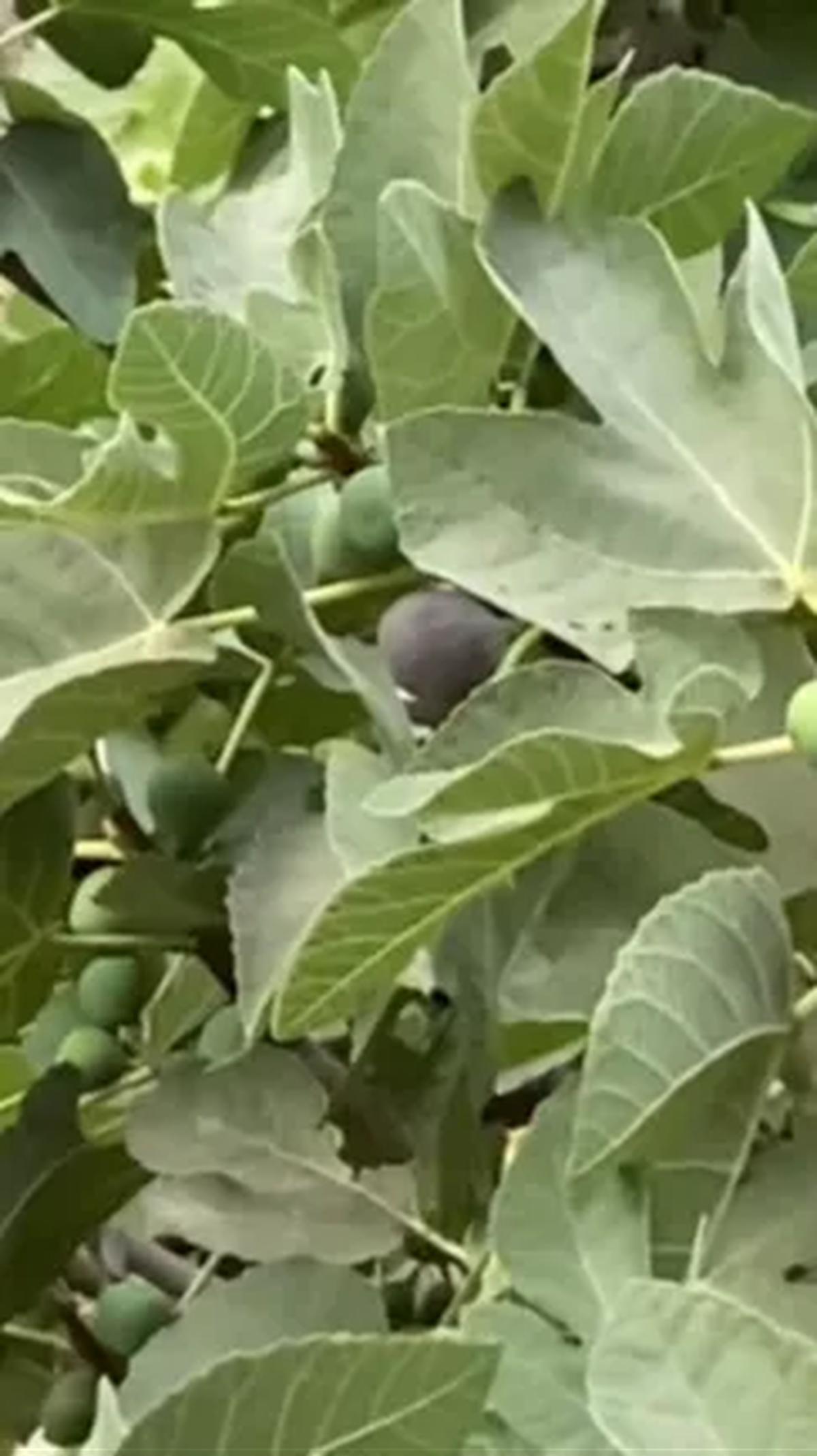 Siapa sangka, pohon buah dari Surga ini tengah berbuah lebat. <br>