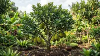 Cara Mengerdilkan Pohon Nangka agar Tidak Tinggi dan Produktif Berbuah