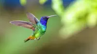 Burung Kolibri (Sumber: iStockphoto)
