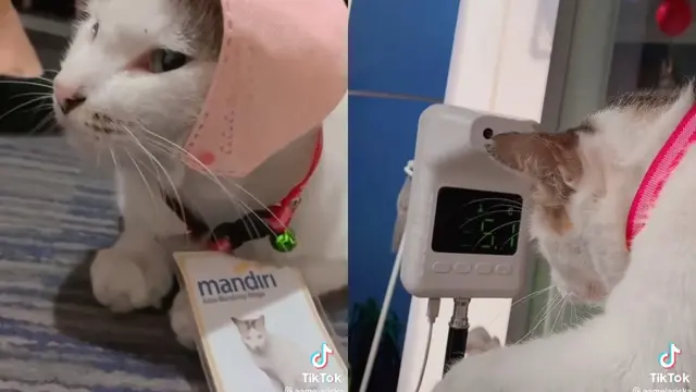 Enok, Kucing yang Jadi Karyawan Bank Mandiri cabang Braga, Bandung. (Sumber: TikTok @enok.mandiri)