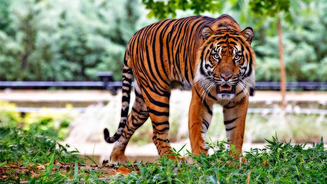 Demi Uang Pasangan Muda Korbankan Lansia Jadi Santapan Harimau