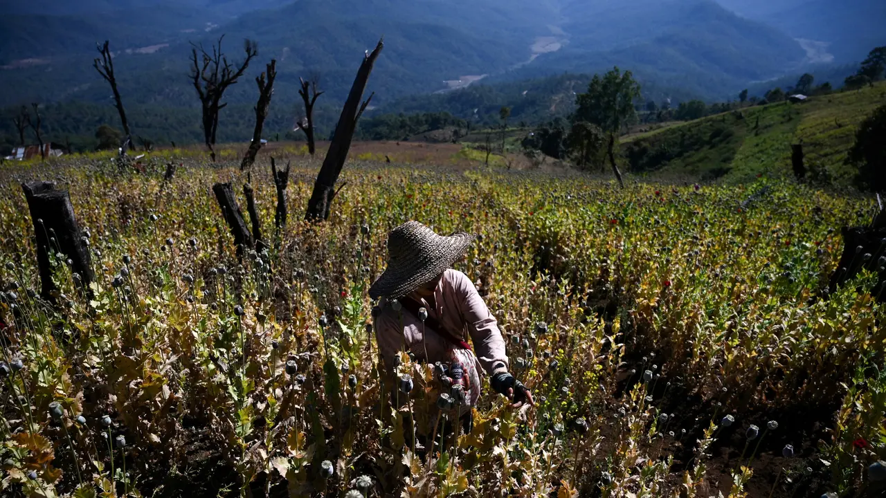 Mengintip Ladang Opium di Myanmar