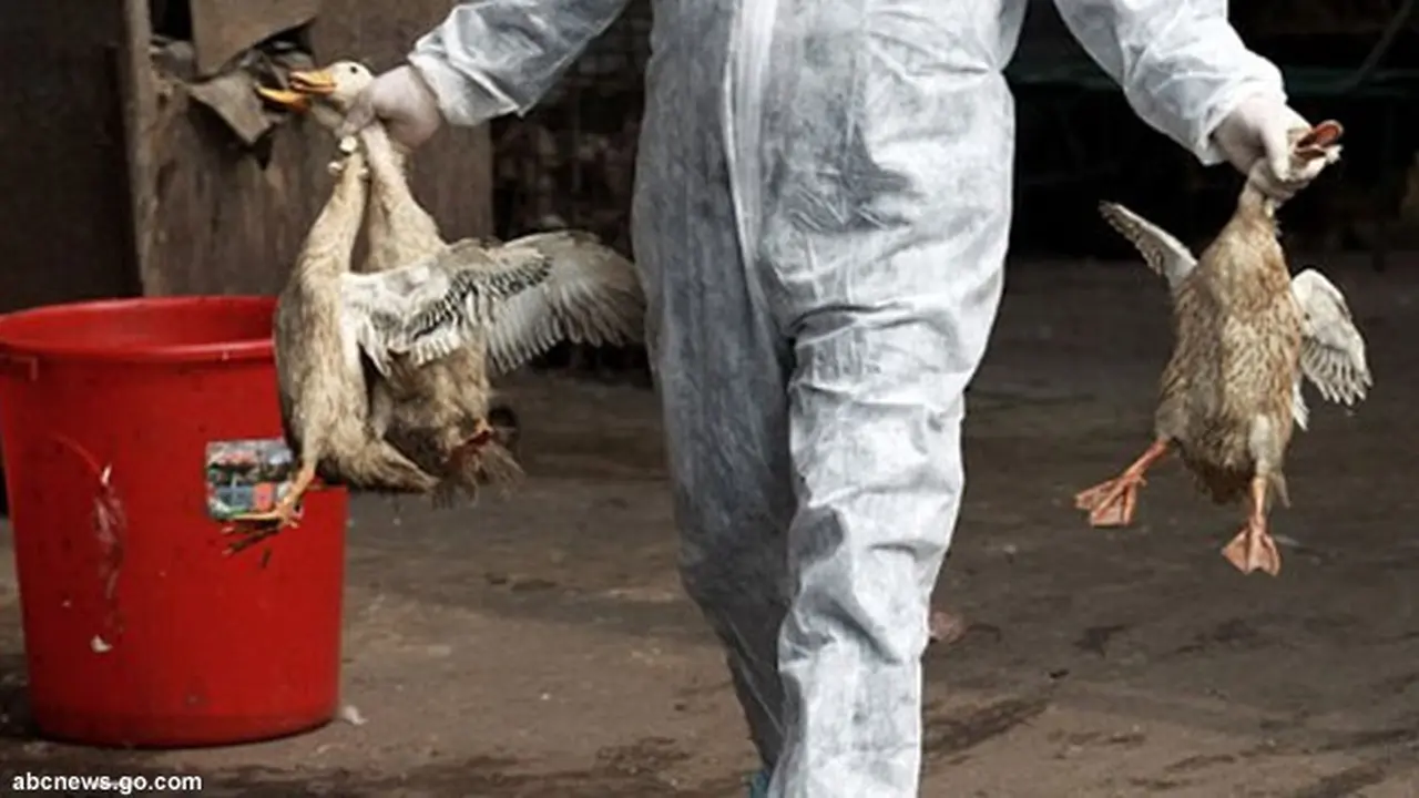 flu-burung130409b.jpg
