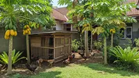 TOP 3: Ayam Kampung dan Pohon Pepaya, Ternak Hewan Mini di Toples, hingga Pagar Rumah Kecil Elegan