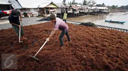 Kelompok Tani Sumber Laut Berjaya binaan PT Pertamina menjemur hasil panen rumput laut di Kampung Manggar, Balikpapan, Kamis (29/10). Pada 2020, Menteri Susi Pudjiastuti melarang ekspor bahan baku mentah rumput laut. (Liputan6.com/Immanuel Antonius)