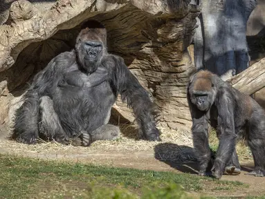 Aktivitas gorila di Taman Safari Kebun Binatang San Diego, California, Amerika Serikat (10/1/2021). Dua ekor gorila di Taman Safari Kebun Binatang San Diego dilaporkan positif terinfeksi Covid-19 setelah menunjukkan gejala sesak napas dan batuk. (Ken Bohn/San Diego Zoo Safari Park via AP)