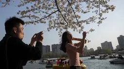 Pengunjung mengambil gambar seorang perempuan yang berpose menikmati bunga sakura di Taman Yuyuantan, Beijing, 24 Maret 2019. Di taman tersebut ditanam sebanyak 2.000 pohon sakura dari 18 jenis yang bermekaran setiap musim semi pada akhir bulan Maret sampai April. (Nicolas ASFOURI / AFP)