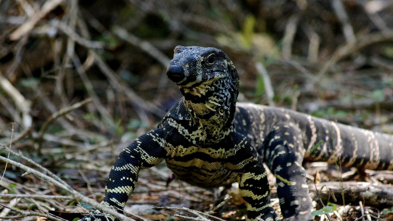 Jenis-jenis Reptil Ini Ternyata Banyak Peminatnya, Termasuk Biawak
