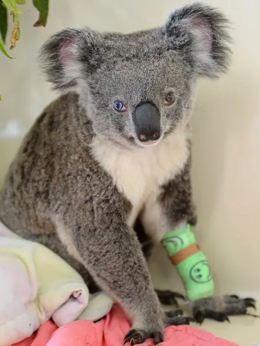 Koala yang memiliki dua warna berbeda pada bola matanya di Kebun Binatang Australia di Brisbane Utara, Selasa (12/7). Koala dengan kondisi genetik yang sangat langka ini ditemukan di Queensland setelah sempat tertabrak mobil. (STR/AUSTRALIA ZOO/AFP)