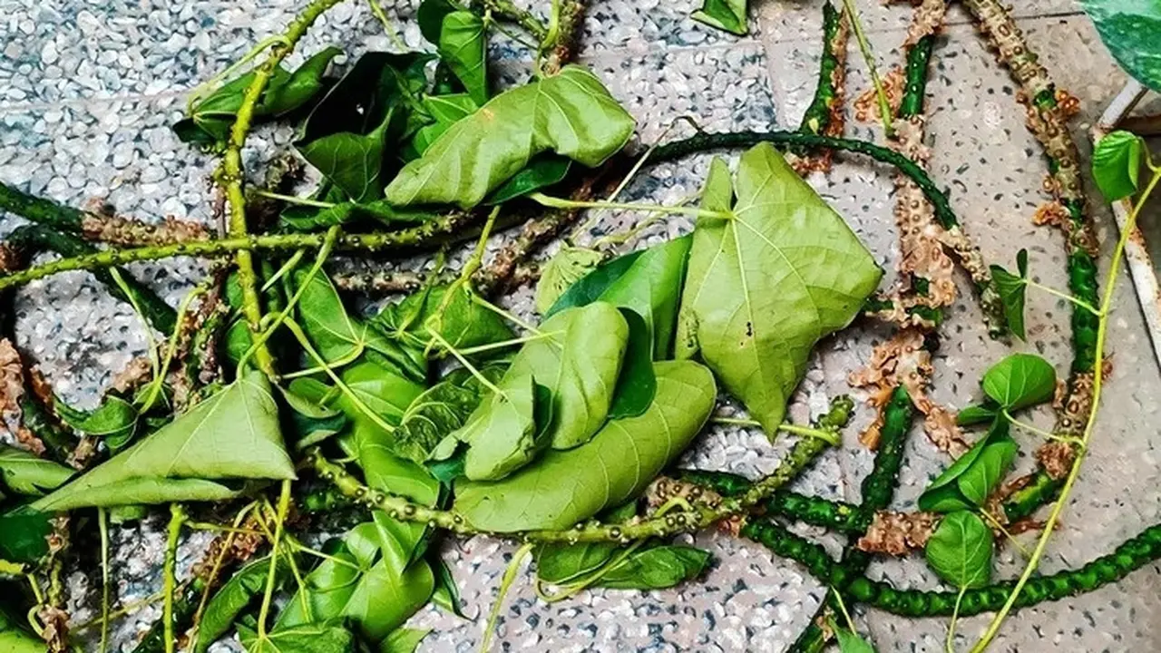 Manfaat Brotowali untuk Diabetes, Herbal Alami yang Bantu Menjaga Gula Darah