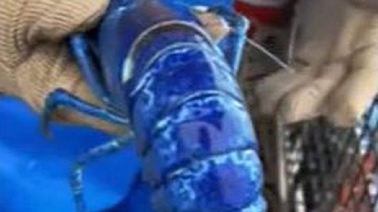 3. Keindahan Cangkang Biru Lobster Langka yang Memukau<br>