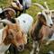 Ilustrasi&nbsp;Susu Kambing/copyright pexels