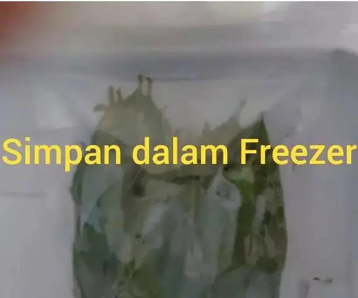 Cara Menyimpan Daun Salam Agar Tetap Segar, Awet, dan Sangat Praktis Dilakukan
