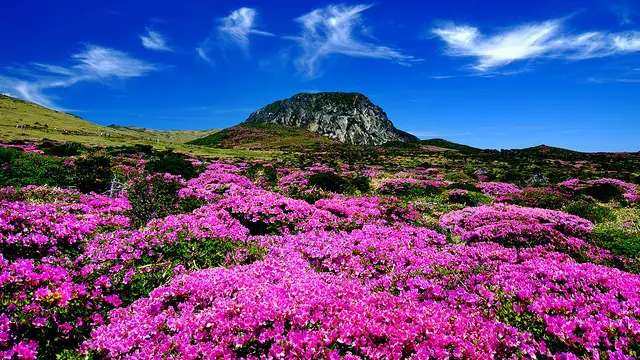 pulau jeju