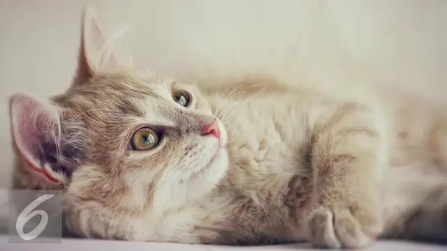 20160330-Ilustrasi-Kucing-iStockphoto