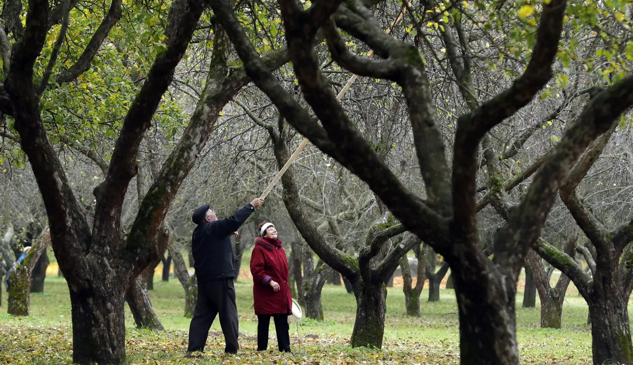 Penduduk setempat memetik buah apel dengan menggunakan alat seadanya di kebun apel di taman kota di Minsk, Belarusia (11/10/2019). Beberapa orang datang ke taman setiap hari untuk mengumpulkan apel secara gratis, dan ini sangat populer dengan orang-orang pensiunan. (AP Photo/Grits Sergei)