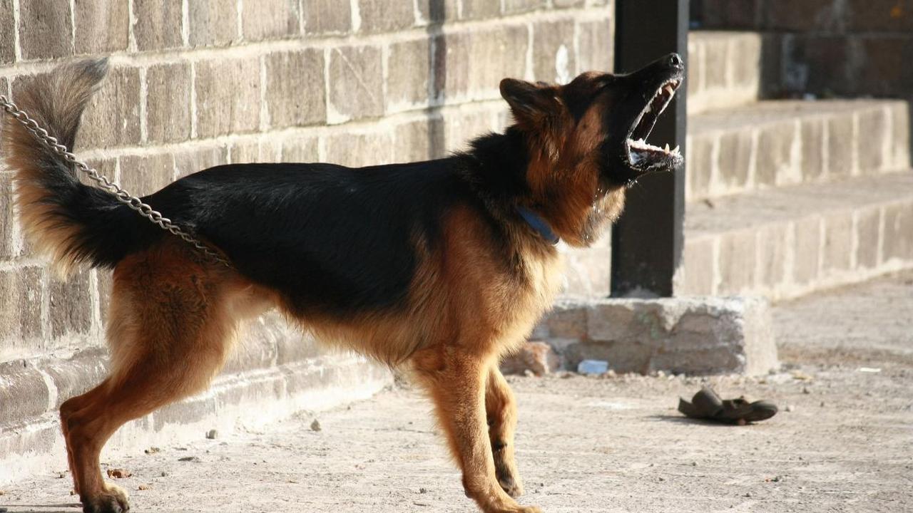 Rabies adalah penyakit yang sangat berbahaya dan dapat menyerang saraf penderitanya.