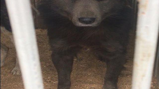 Sedih, Sembarang Menyilangankan, Anjing Ini Dibuang