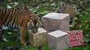 Sekumpulan Harimau Sumatera mendapat kado menjelang natal di Kebun Binatang London, London, Inggris, Kamis (15/12). Harimau Sumatera adalah subspesies harimau yang habitat aslinya di pulau Sumatera, yang masih hidup hingga sekarang. (Reuters/Hannah McKay)