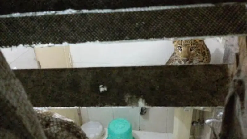 Macan tutul yang menerobos ke sebuah kamar hotel di India. (BBC)