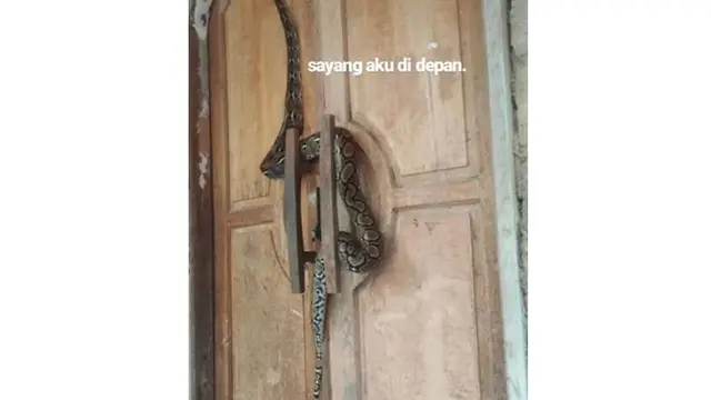 5 Kelakuan Reptil Saat Berada di Rumah Ini Bikin Geleng Kepala
