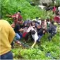 Dua orang luka berat akibat kecelakaan bus di Sungai Awu, dekat jembatan Kawasan Obyek Wisata Guci Tegal.