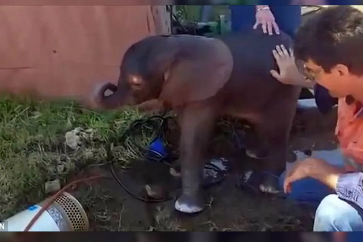 Momen Haru Penyelamatan Anak Gajah Tenggelam-01