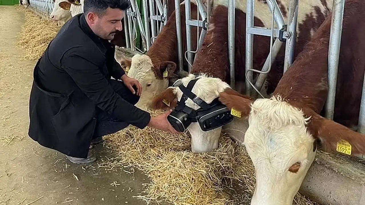 Kacamata Virtual Pada Sapi