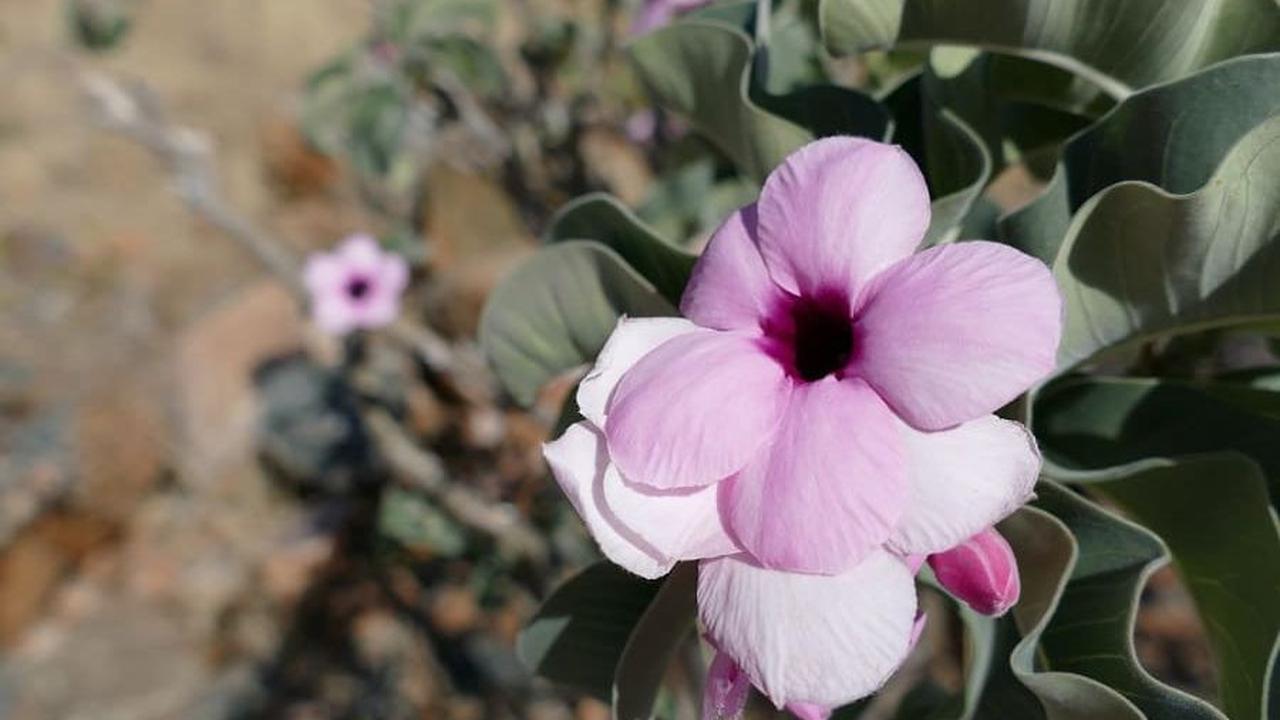 10. Adenium boehmianum.