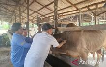 Penajam Paser Utara Siapkan Ribuan Dosis Vaksin Antisipasi PMK Hewan Ternak Jelang Idul Adha