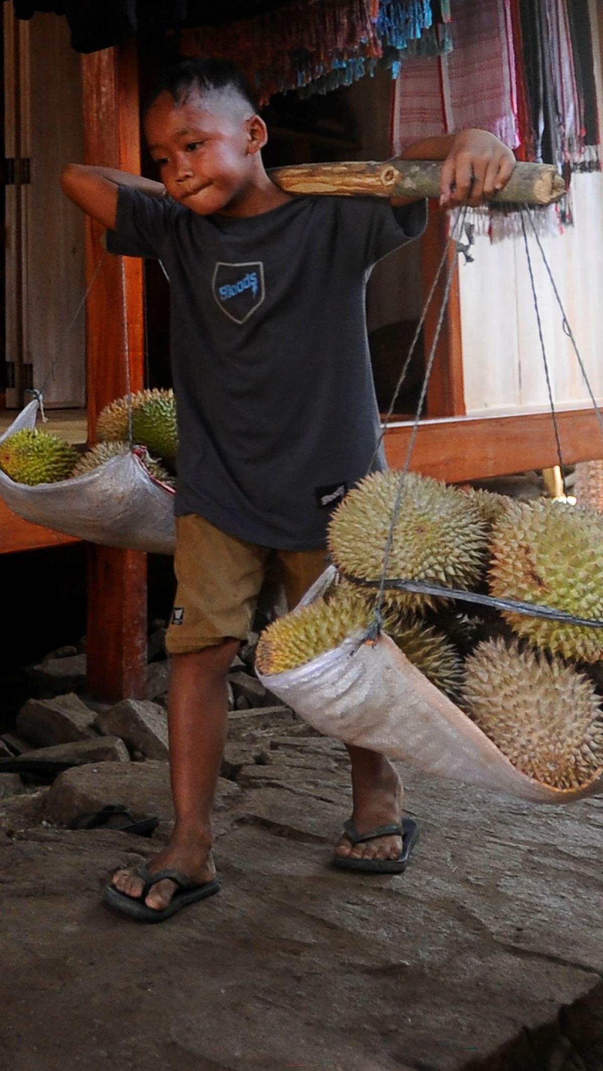 Musim buah durian telah membawa berkah pendapatan bagi warga Baduy di Lebak Banten. Foto: merdeka.com / Arie Basuki<br>