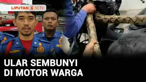 VIDEO: Ngeri! Ular Sanca Sepanjang 4 Meter Sembunyi di Motor Warga Tangsel