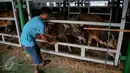 KM Camara Nusantara I di Dermaga 107 Pelabuhan Tanjung Priok, Jakarta, Jumat (11/12/2015). KM Camara Nusantara I membawa 353 ekor sapi asal NTT yang kemudian dibawa ke penampungan ternak Cibitung, Jakarta, Jumat (11/12/2015). (Liputan6.com/Faizal Fanani)