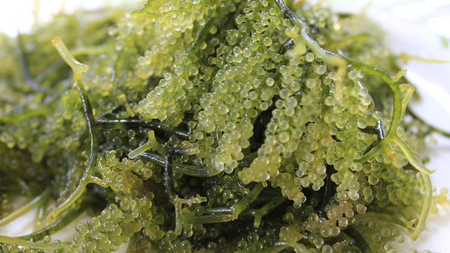 Ilustrasi rumput laut