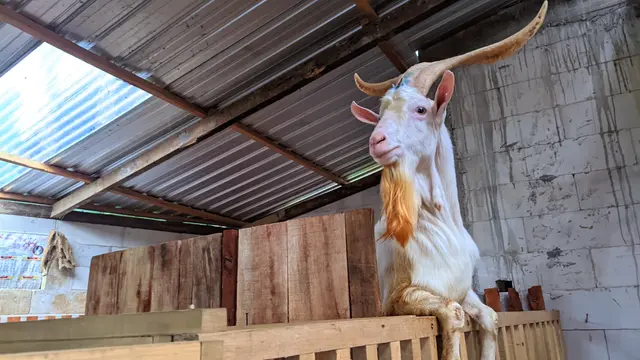 kambing sapera 2
