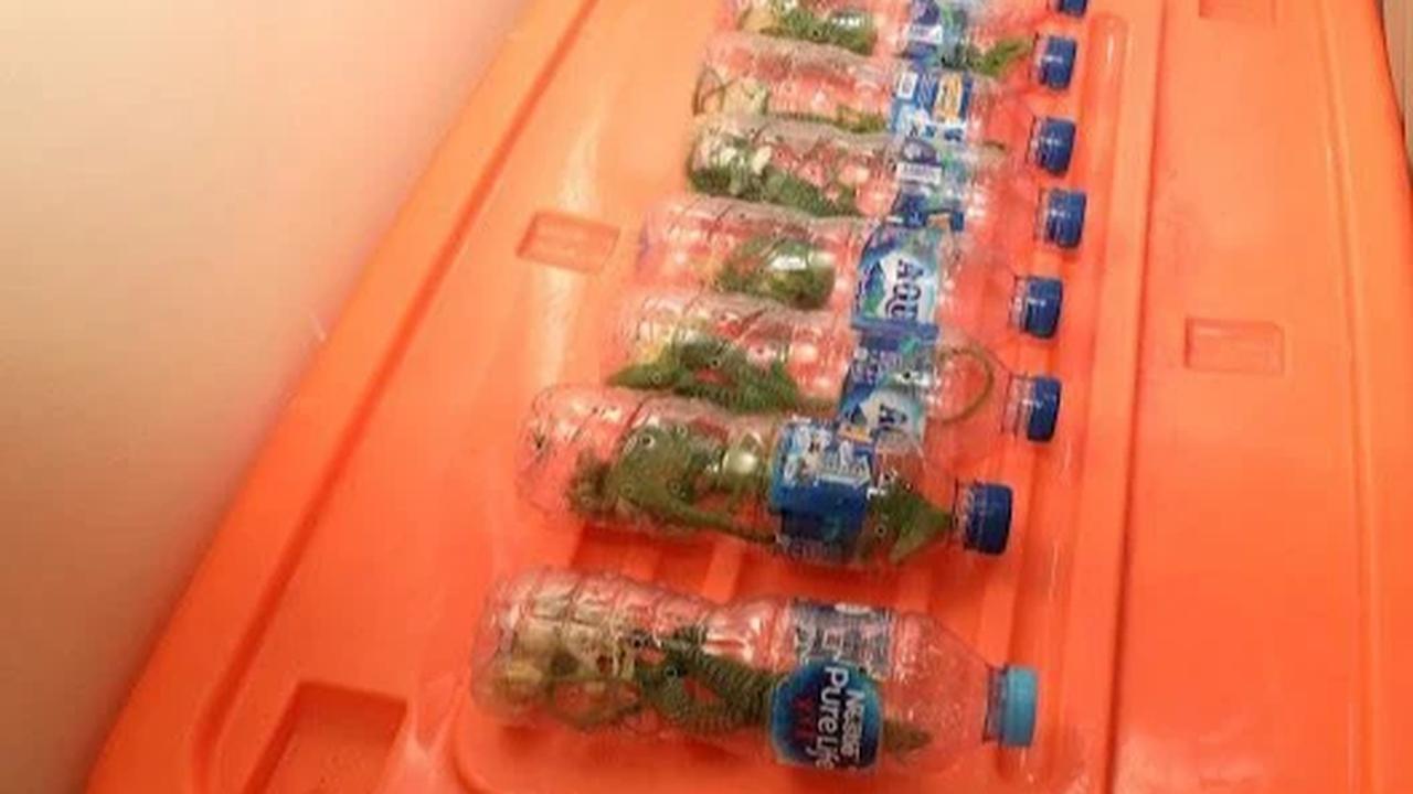 FOTO: Penyelundupan 133 Reptil dari Papua Digagalkan di Pelabuhan Jakarta