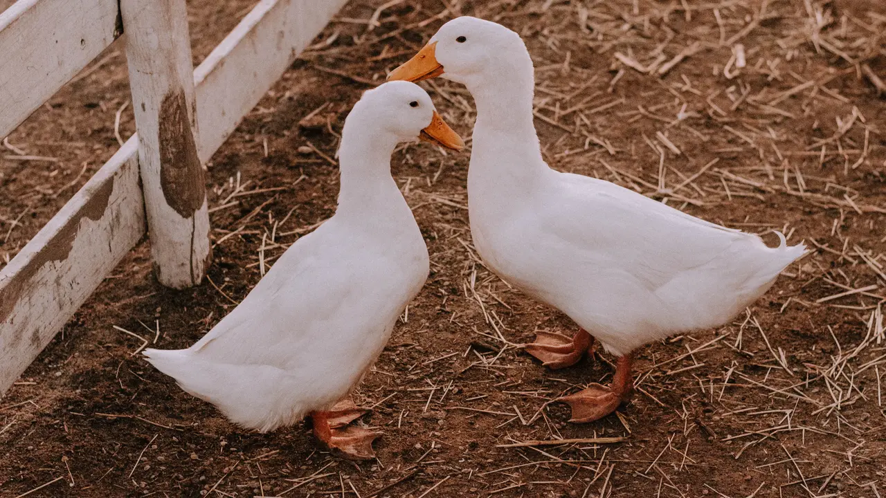 Bebek - Vania