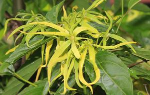 Ilustrasi bunga kenanga. (Gambar oleh Maya A. P dari Pixabay)