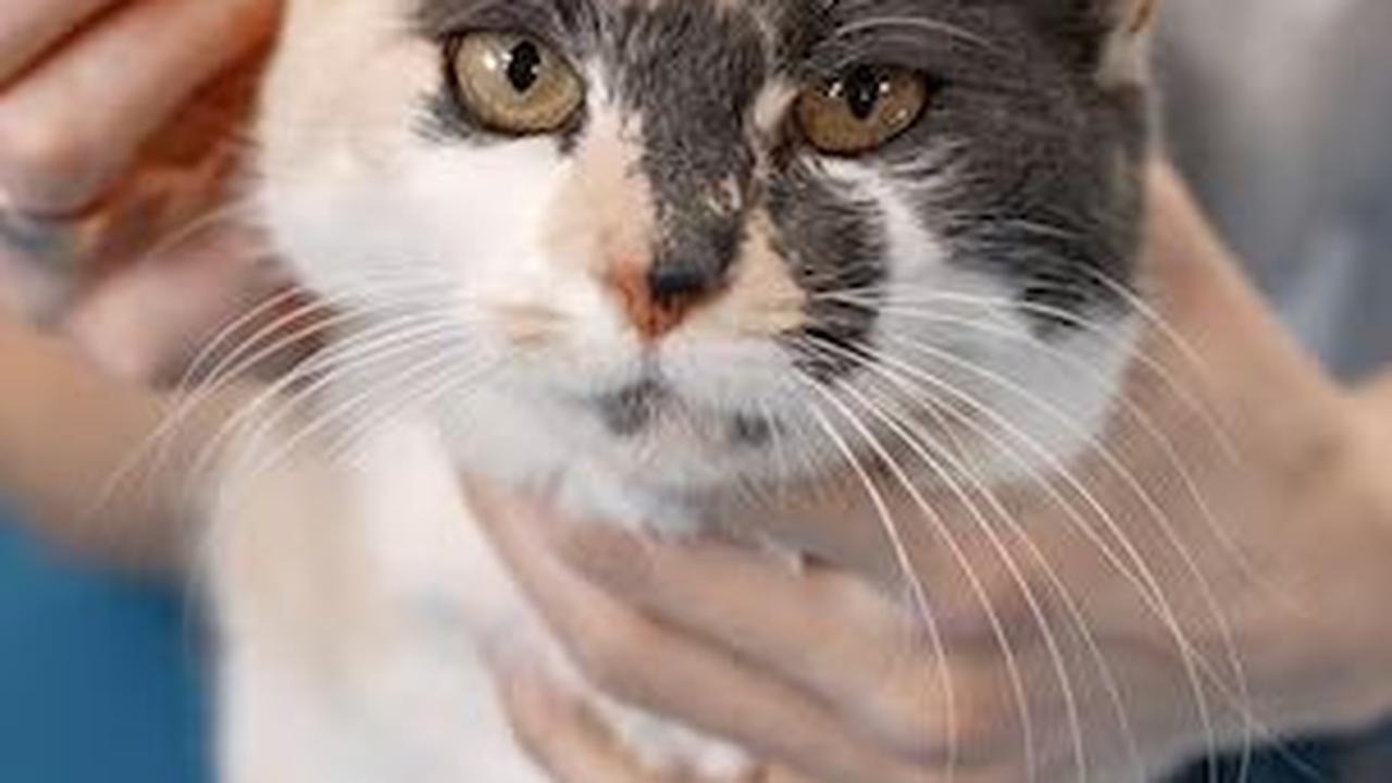 Segera berkonsultasi dengan dokter hewan jika kamu melihat tanda-tanda masalah kulit pada kucing, karena penanganan dini dapat membuat perbedaan besar dalam kesehatan dan kenyamanan mereka.
