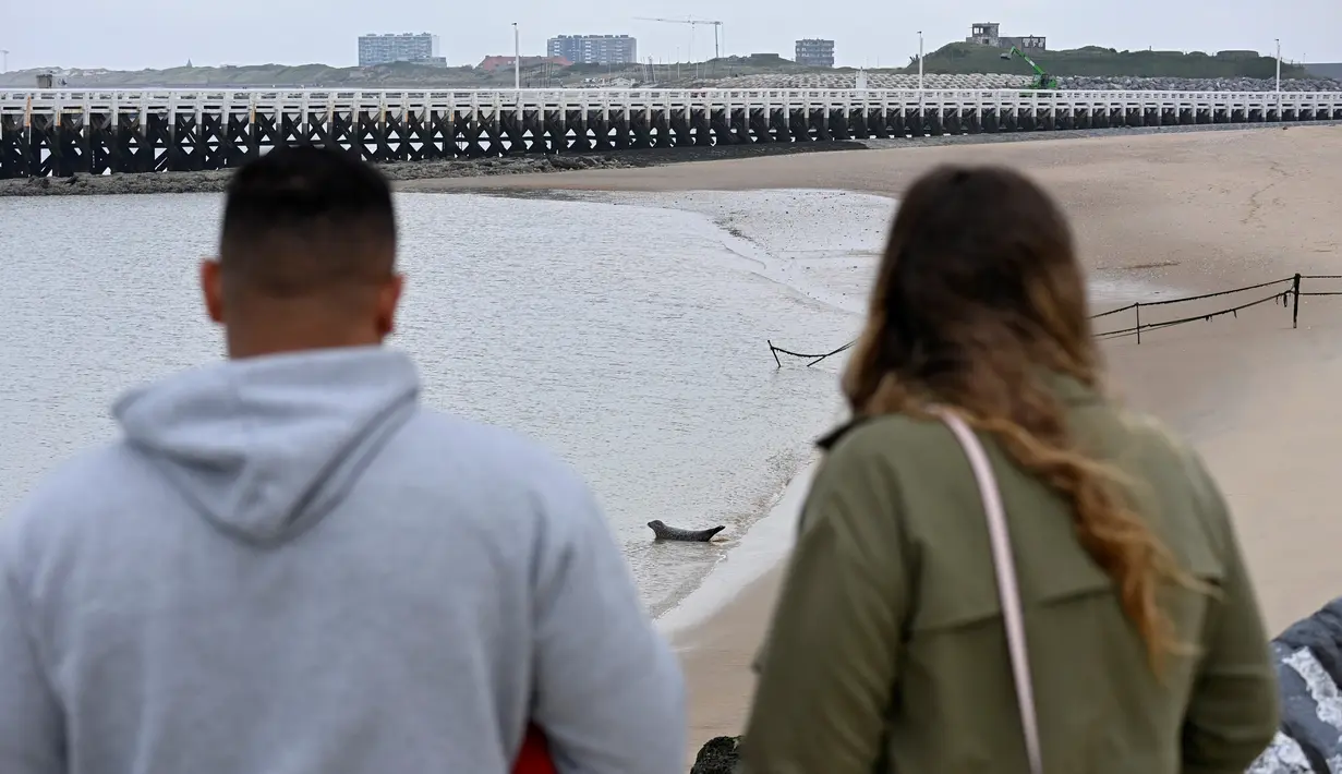 Pada tahun 2020, hingga 1.900 anjing laut terlihat di perairan dan pantai kami. (John THYS / AFP)