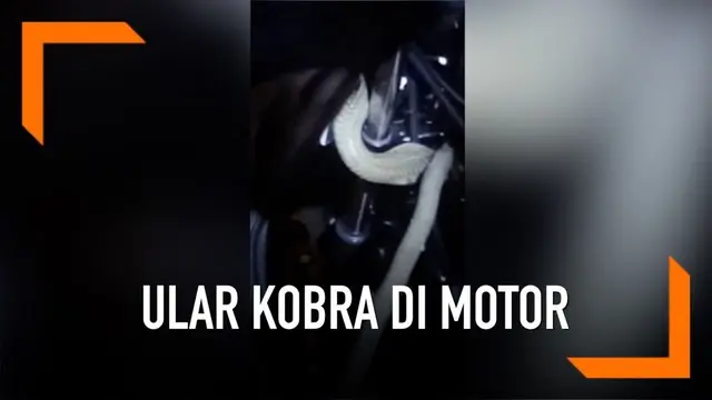 Seorang pria berhasil menangkap ular yang bersembunyi di stang motor dengan tangan kosong.