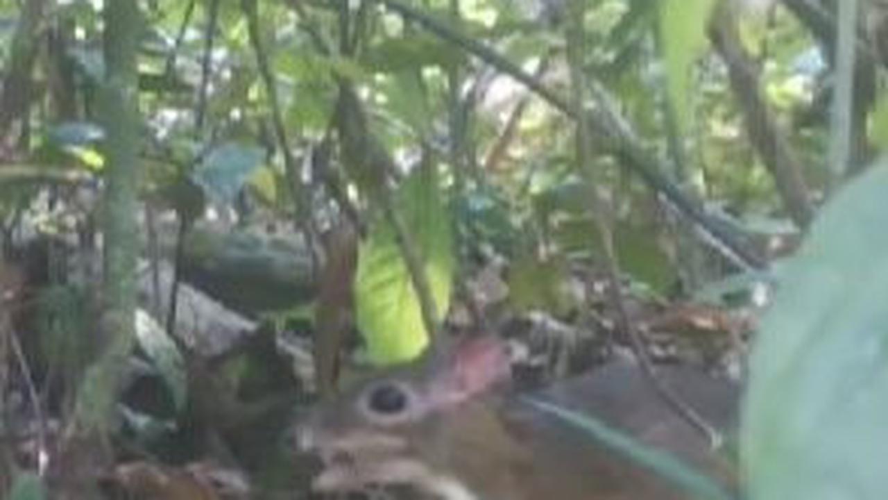 Sedangkan di balik rerumputan, seekor kancil tertangkap kamera sedang memakan daun-daun.