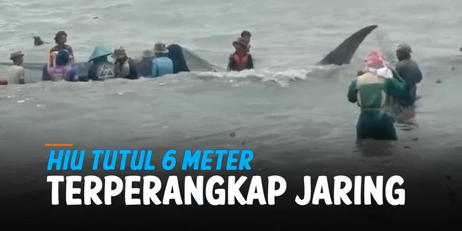 VIDEO: Ikan Hiu Tutul Panjang 6 Meter Terperangkap Jaring Nelayan di Lampung