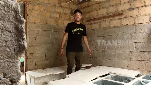 Reza Smash ternak ikan cupang