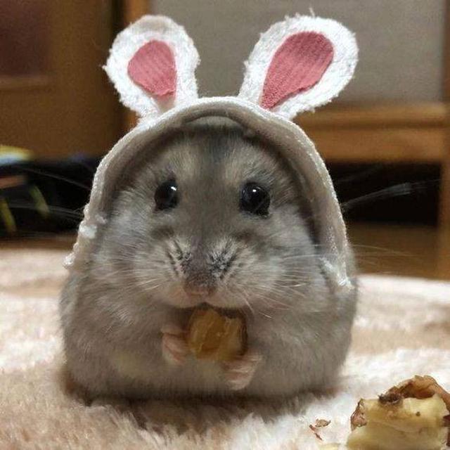 7 Potret Lucu Hamster saat Didandani Ini Tampil Menggemaskan