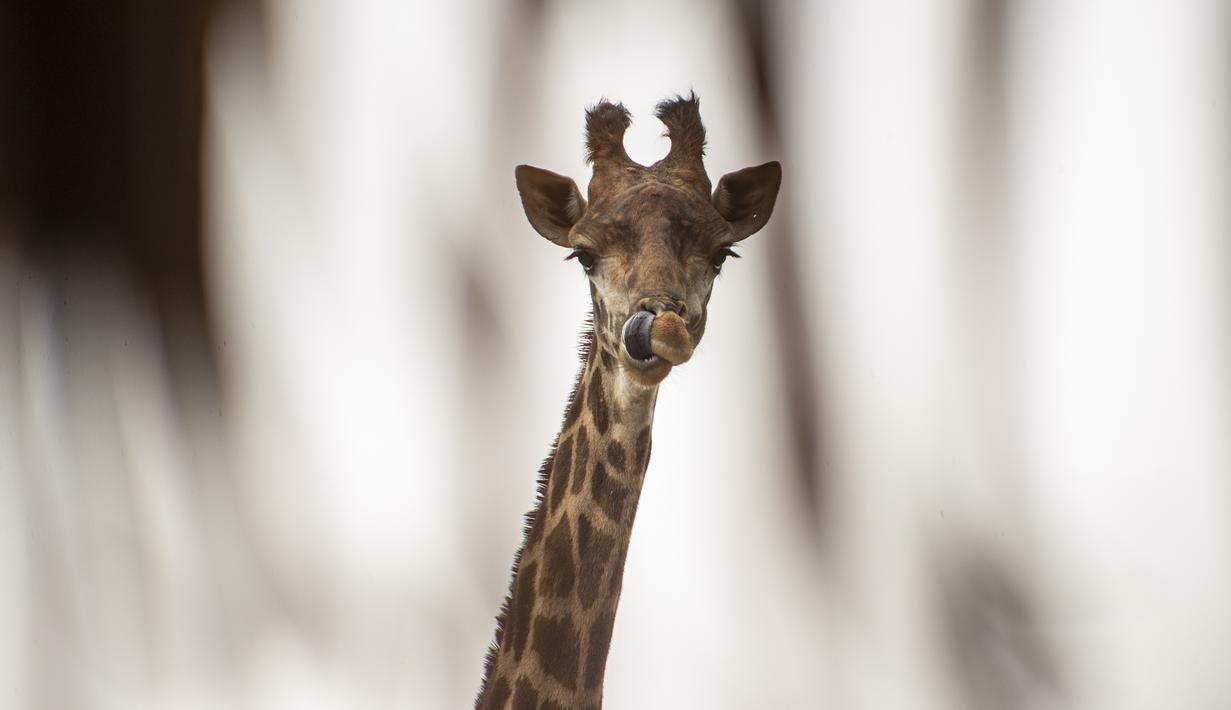 Jerapah bernama Gema terlihat dari kandangnya di Kebun Binatang Buin, Santiago, Selasa (15/6/2021). Kebun binatang swasta terbesar di Chile mengalami situasi ekonomi yang serius karena penutupan akibat dari perpanjangan karantina wilayah di tengah meningkatnya kasus COVID-19 (AP Photo/Esteban Felix)