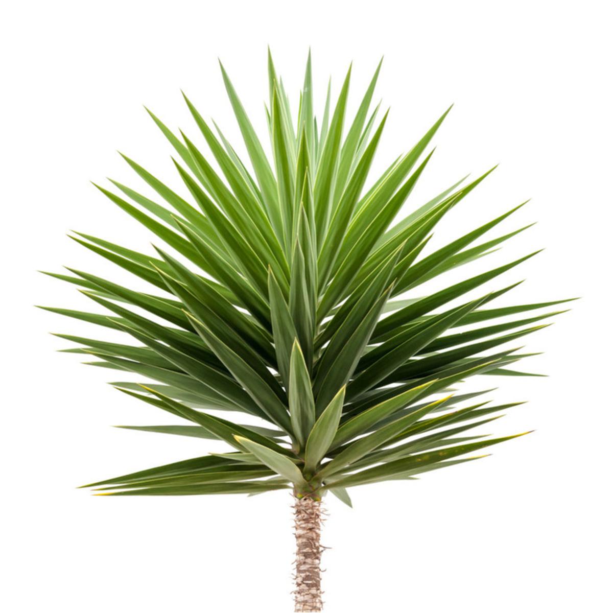 Tanaman Yucca