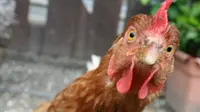 Ilustrasi ayam peternakan. Pasangan peternak tadi mencoba untuk memasukkan ternak mereka ke dalam kandang di malam hari, agar ayam-ayam itu tidak berkokok. (Sumber a2ua.com)