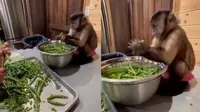 Viral Video Monyet Bantu Masak di Dapur Ini Jadi Sorotan (sumber: Twitter.com/jalalmisai_2)